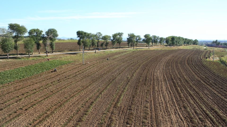 Őszi vetésű szántóföld, ahol dolgozó emberek láthatók a növények között.