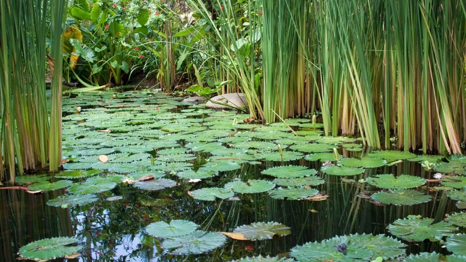Kerti tó vízinövényekkel és vízililiomokkal, zöld levelek a víz felszínén.