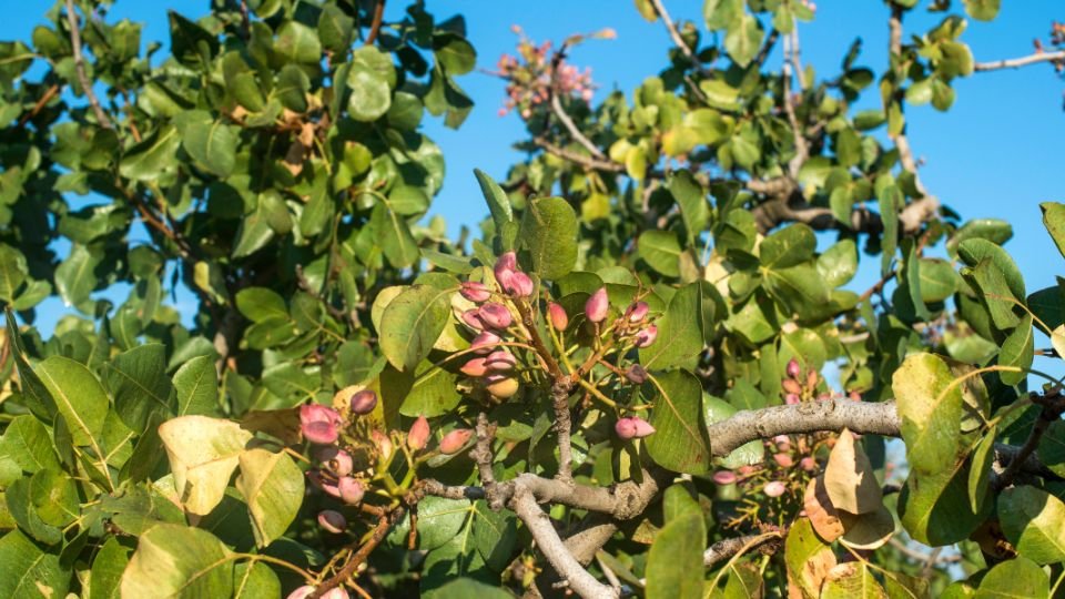 Pisztáciafa zöld levelekkel és virágzó bimbókkal, világos égen.