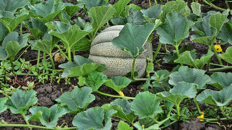 Sargadinnye Cantaloupe 2