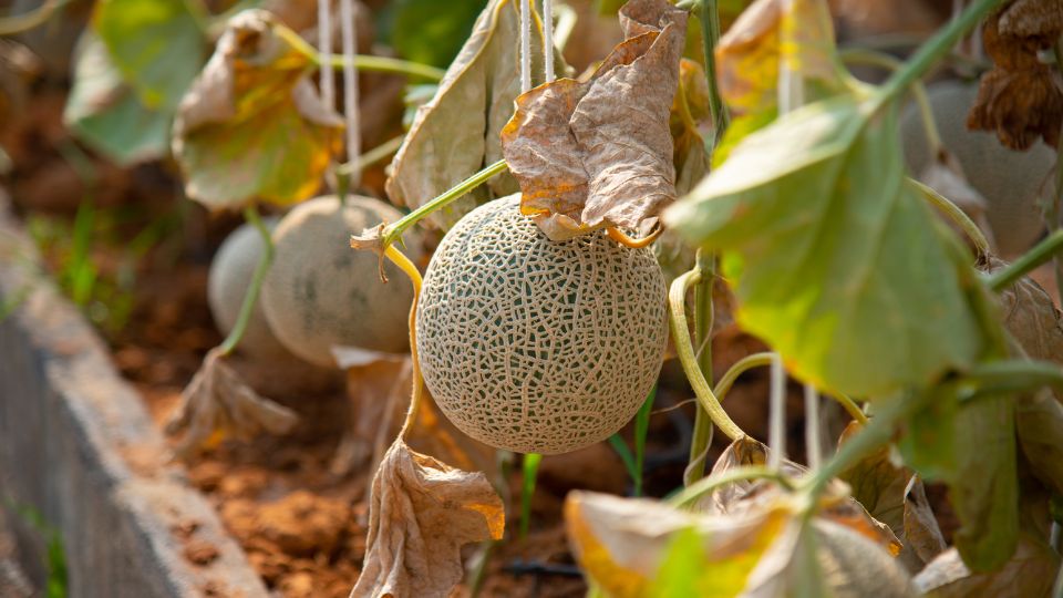 Sargadinnye Cantaloupe 3