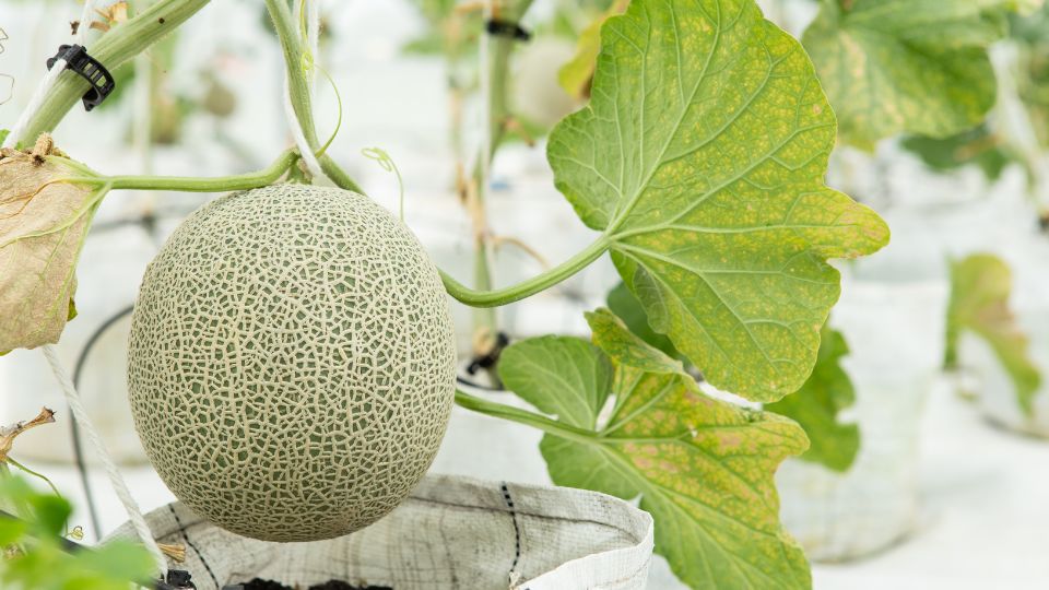 Sargadinnye Cantaloupe 4