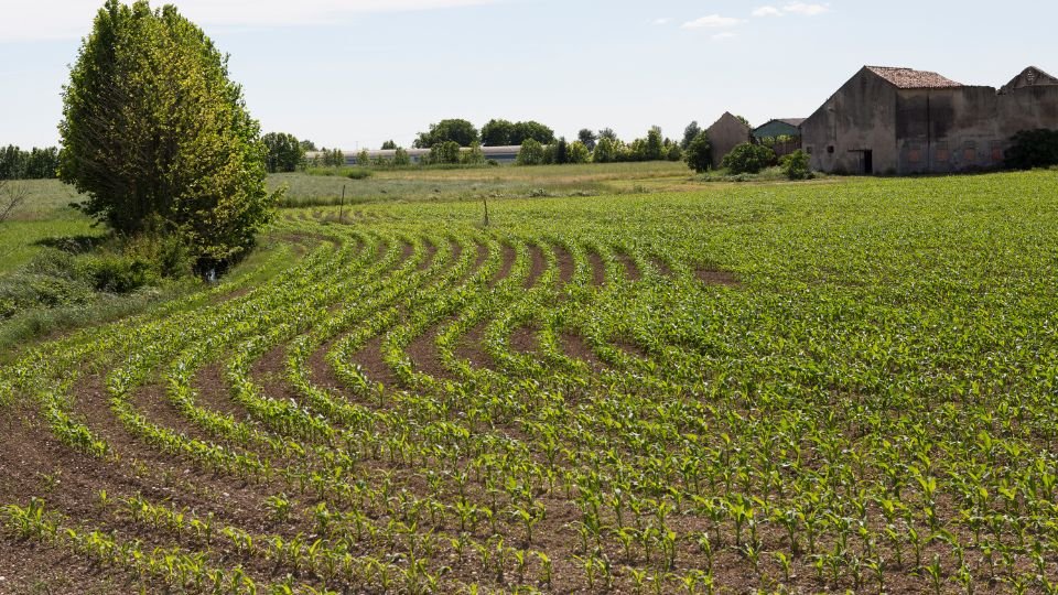 Zöldséges földterület, friss növényekkel és egy régi épülettel a háttérben.