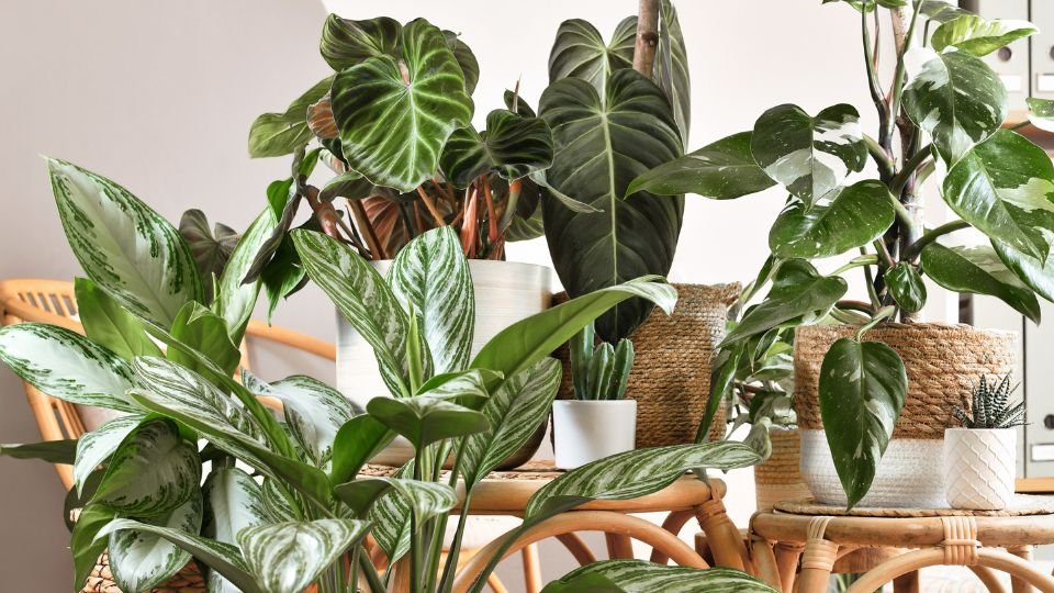 Szobanövények gyönyörű elrendezése, különböző fajták és színek között.