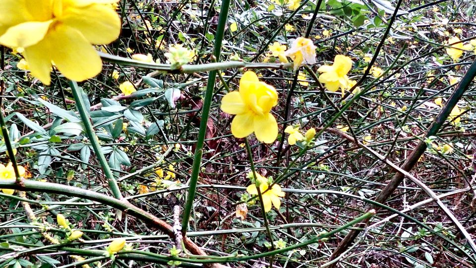 Teli jazmin Jasminum nudiflorum 1