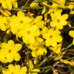 Teli jazmin Jasminum nudiflorum