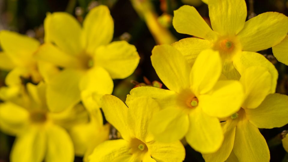 Teli jazmin Jasminum nudiflorum 2