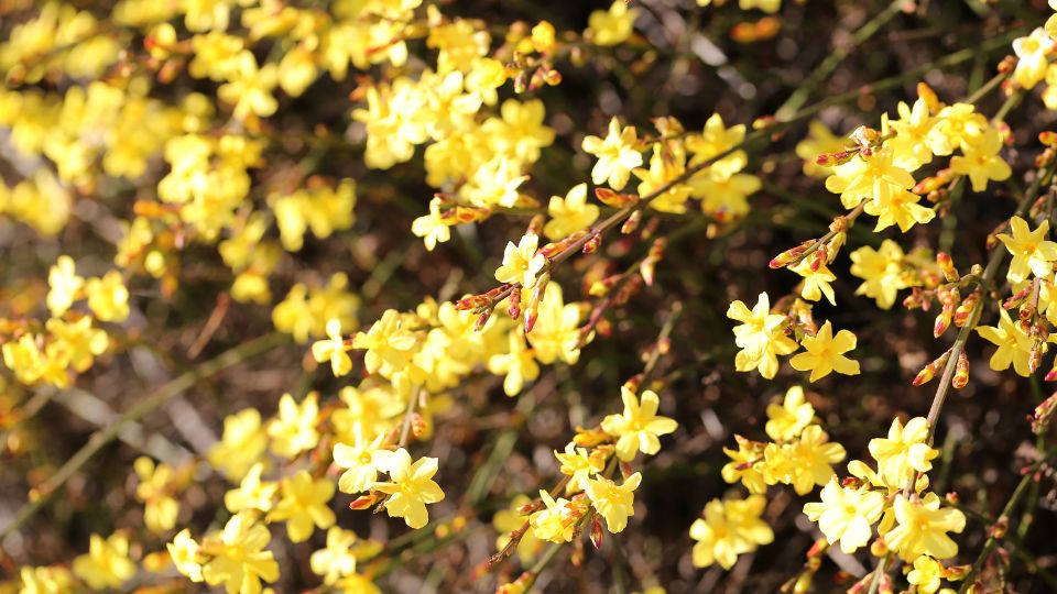 Teli jazmin Jasminum nudiflorum 3