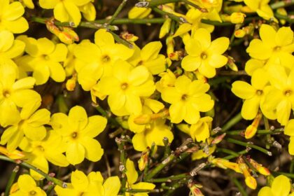 Teli jazmin Jasminum nudiflorum
