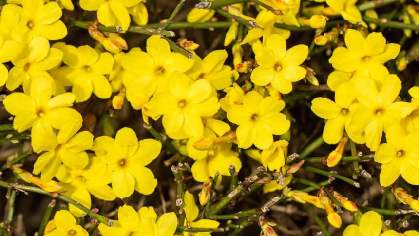 Teli jazmin Jasminum nudiflorum