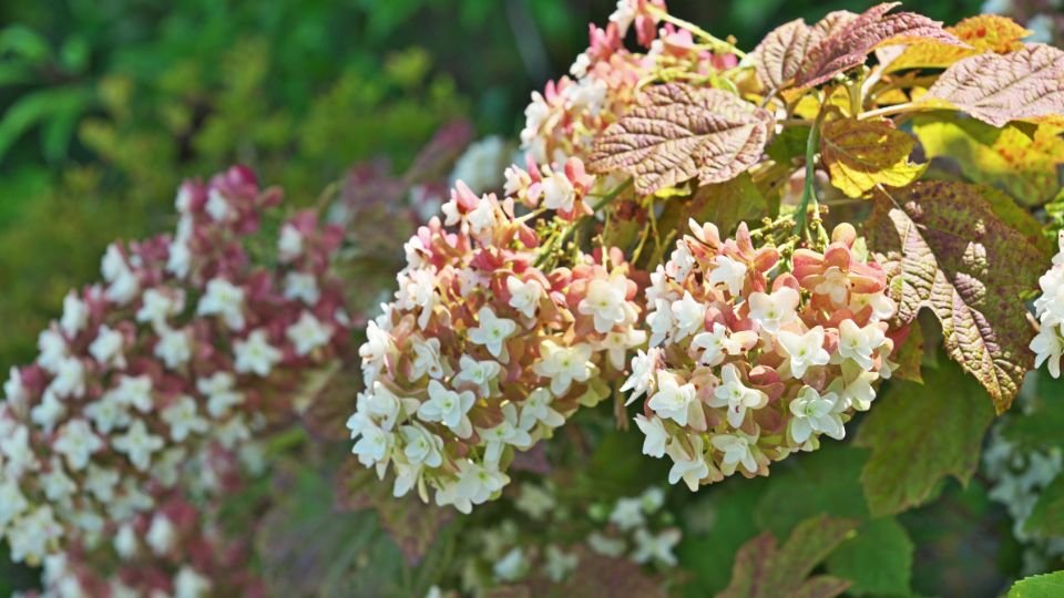Tölgylevelű hortenzia virágai, fehér és rózsaszín árnyalatokban, zöld levelekkel körülvéve.