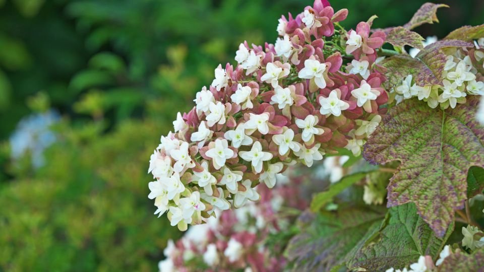 Tölgylevelű hortenzia virágzó ága, fehér és rózsaszín virágokkal.