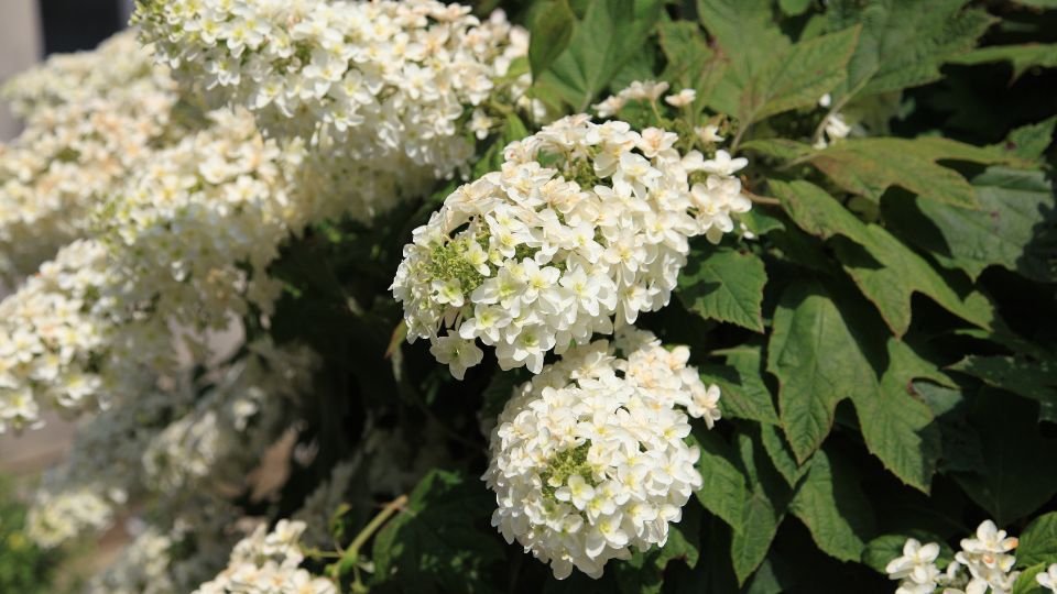Tölgylevelű hortenzia virágai, fehér színben, dús zöld levelekkel körülvéve.