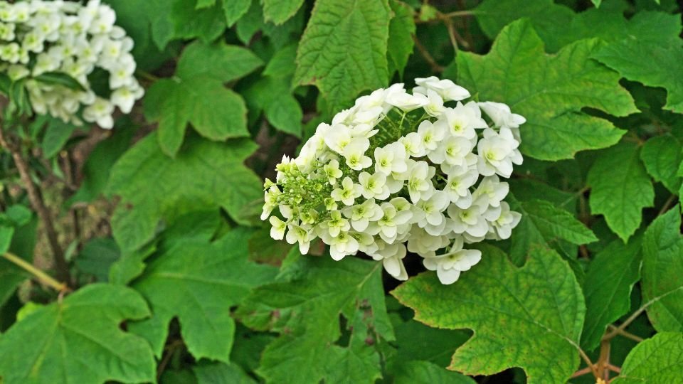 Tölgylevelű hortenzia virágai zöld levelek között, gyönyörű fehér színnel.