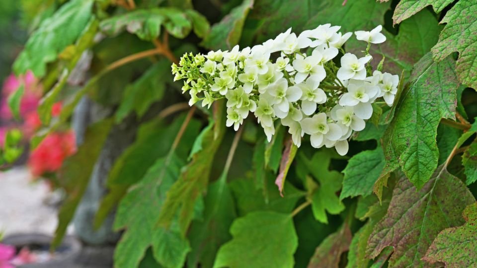 Tölgylevelű hortenzia virágai zöld leveleken, gyönyörű színpompával.