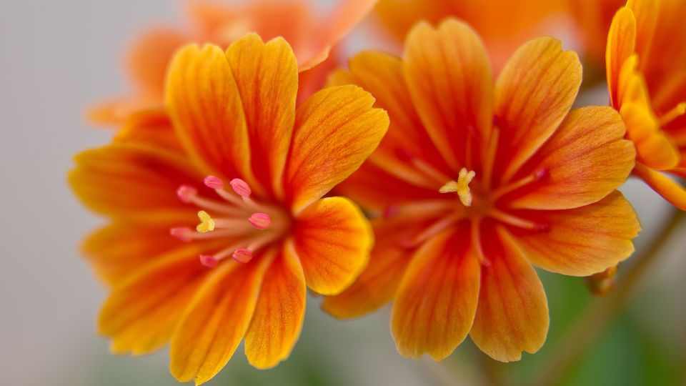 Valtozekony dohanygyoker Siskiyou lewisia 1