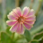 Valtozekony dohanygyoker Siskiyou lewisia