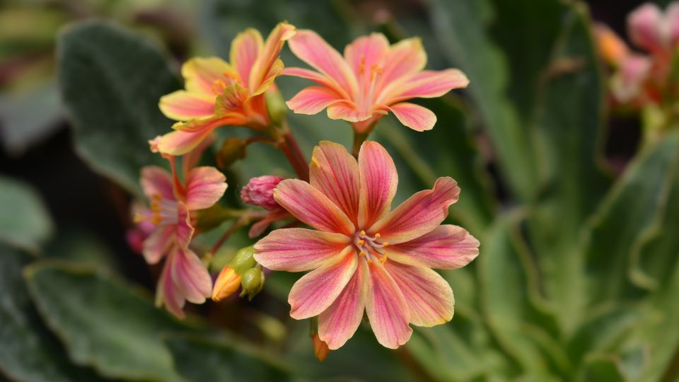 Valtozekony dohanygyoker Siskiyou lewisia 2