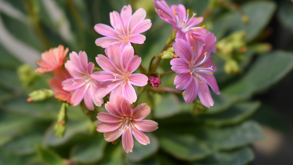 Valtozekony dohanygyoker Siskiyou lewisia 3