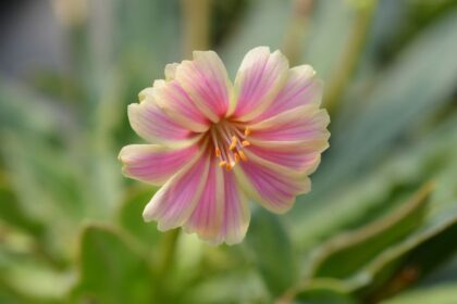 Valtozekony dohanygyoker Siskiyou lewisia