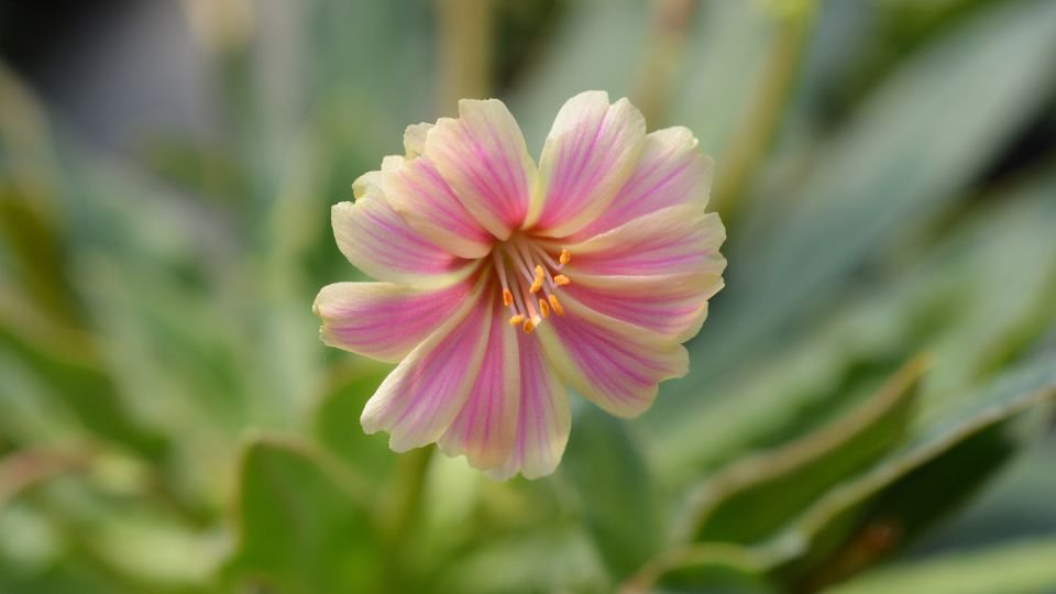 Változékony dohánygyökér virág, halvány rózsaszín és sárga színekkel, zöld levelek között.