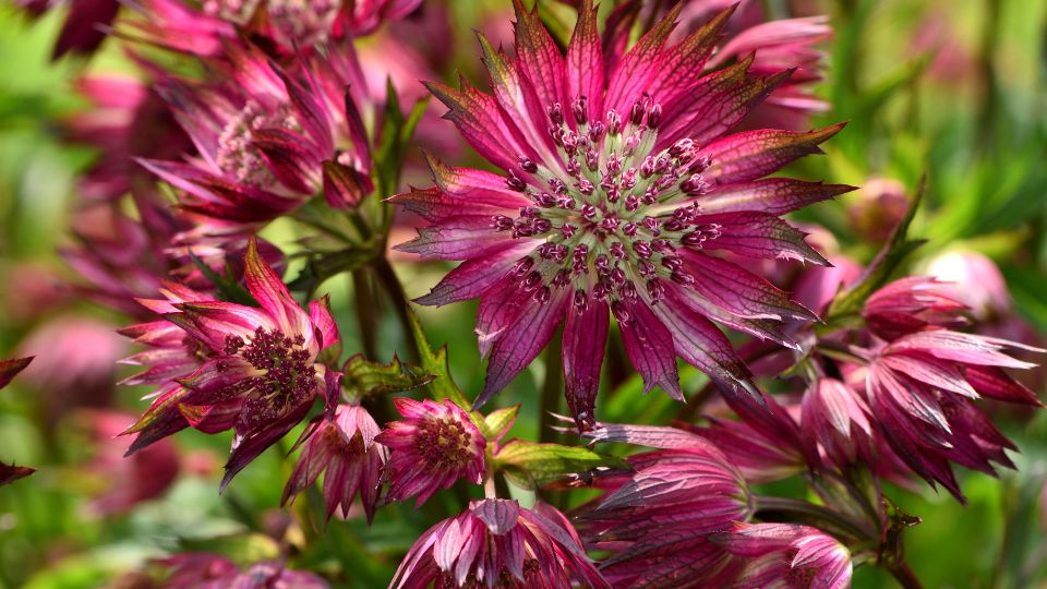 Volgycsillag Astrantia 1