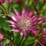 Volgycsillag Astrantia