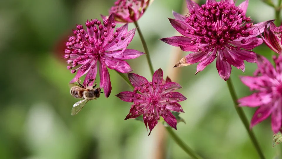 Völgycsillag (Astrantia) virágok méhecskével, színes és élénk virágok a természetben.