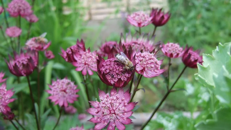 Völgycsillag (Astrantia) virágok méhekkel a zöld háttér előtt.