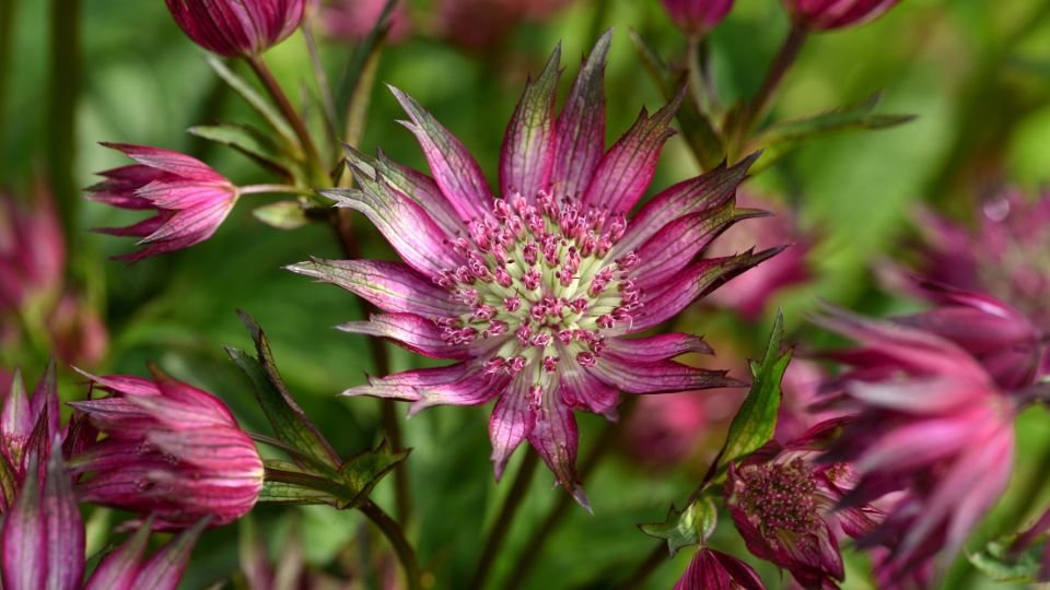 Színes völgycsillag virágok csoportja zöld háttér előtt.