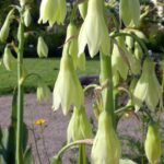 Zoldviragu Oriasjacint Ornithogalum viridiflorum 1
