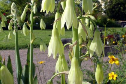 Zoldviragu Oriasjacint Ornithogalum viridiflorum 1