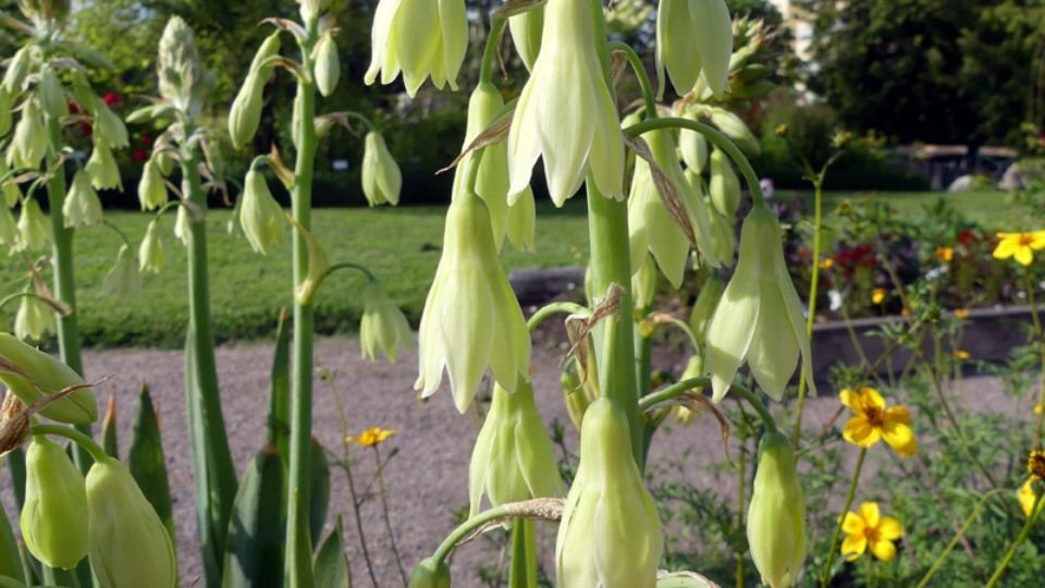 Zöldvirágú Óriásjácint virágai, lágy zöld színben, a háttérben virágos kerttel.