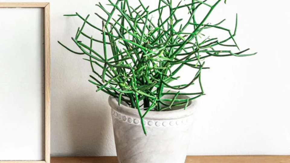 Botkaktusz a szobában Egy botkaktusz (Euphorbia tirucalli) zöld, ágakból álló növény egy virágcserépben, háttérben egy keretes üres kép.