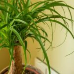 buzoganyfa Beaucarnea recurvata