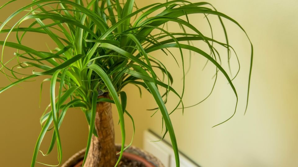 Egy buja buzogányfa, zöld levelekkel és vastag törzzsel.