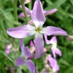 estike Matthiola bicornis 1