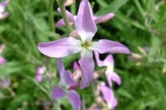 Egy gyönyörű estike virág, finom lila színben, zöld háttérrel.