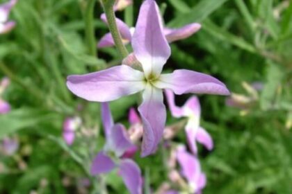 estike Matthiola bicornis 1