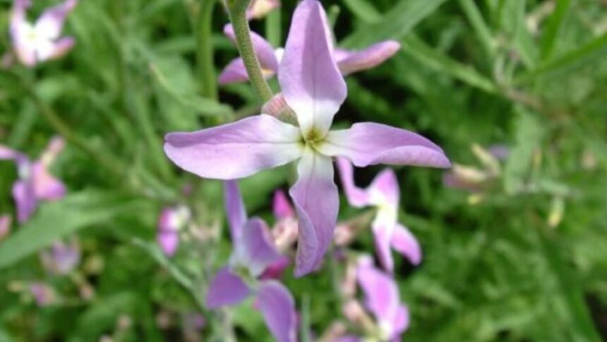 estike Matthiola bicornis 1
