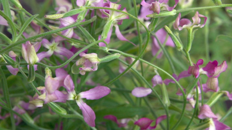 estike Matthiola bicornis