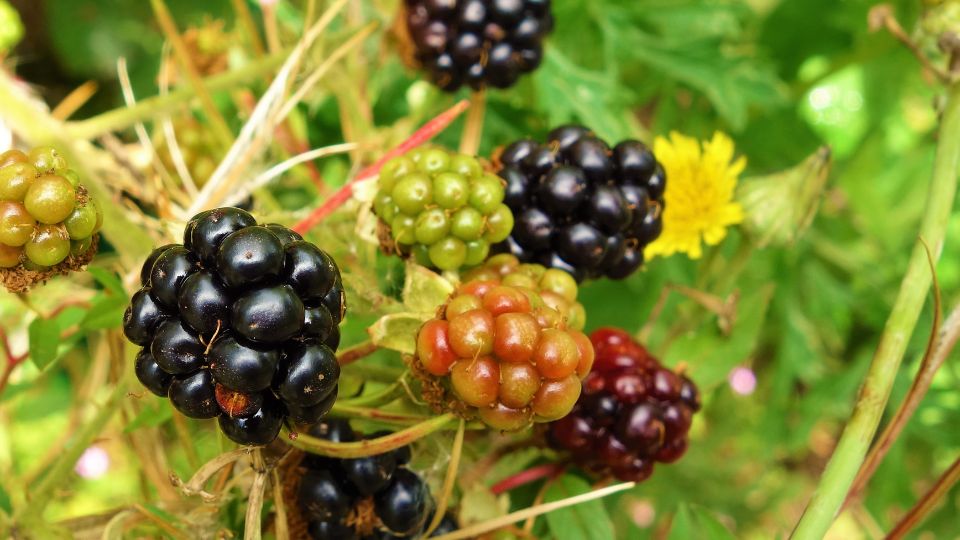 fekete szeder Rubus fruticosus 1