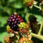 fekete szeder Rubus fruticosus