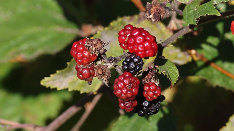 fekete szeder Rubus fruticosus 2