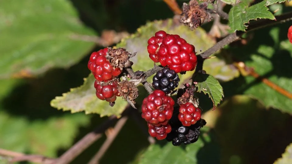 Fekete szeder bogyók az ágon Fekete szeder (Rubus fruticosus) érett és éretlen bogyói egy ágon.