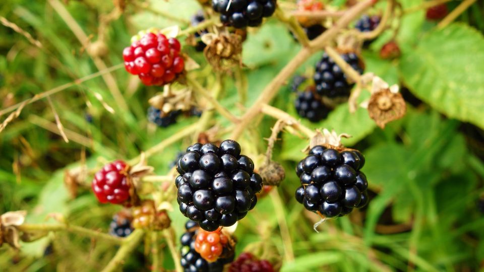 fekete szeder Rubus fruticosus 3