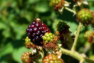 Érett fekete szeder és zöld bogyók a növényen, a háttérben zöld levelek.
