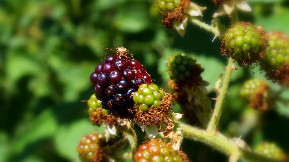 Érett fekete szeder és zöld bogyók a növényen, a háttérben zöld levelek.