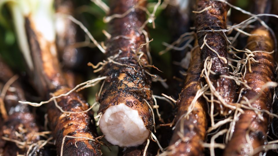 feketegyoker Scorzonera hispanica 1