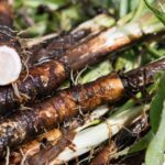 feketegyoker Scorzonera hispanica